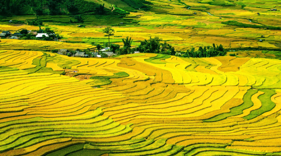 Mu Cang Chai Lim Mong Vallei