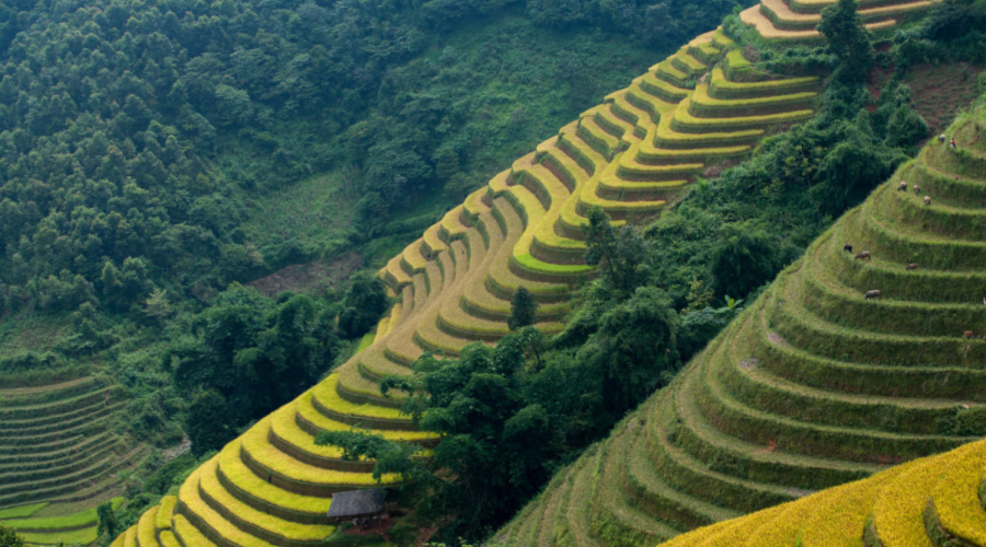 la pan tan mu can chai